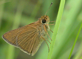 Swarthy Skipper